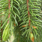 Essenciagua Silver Fir Organic Essential Oil, 5ml - Elliotti