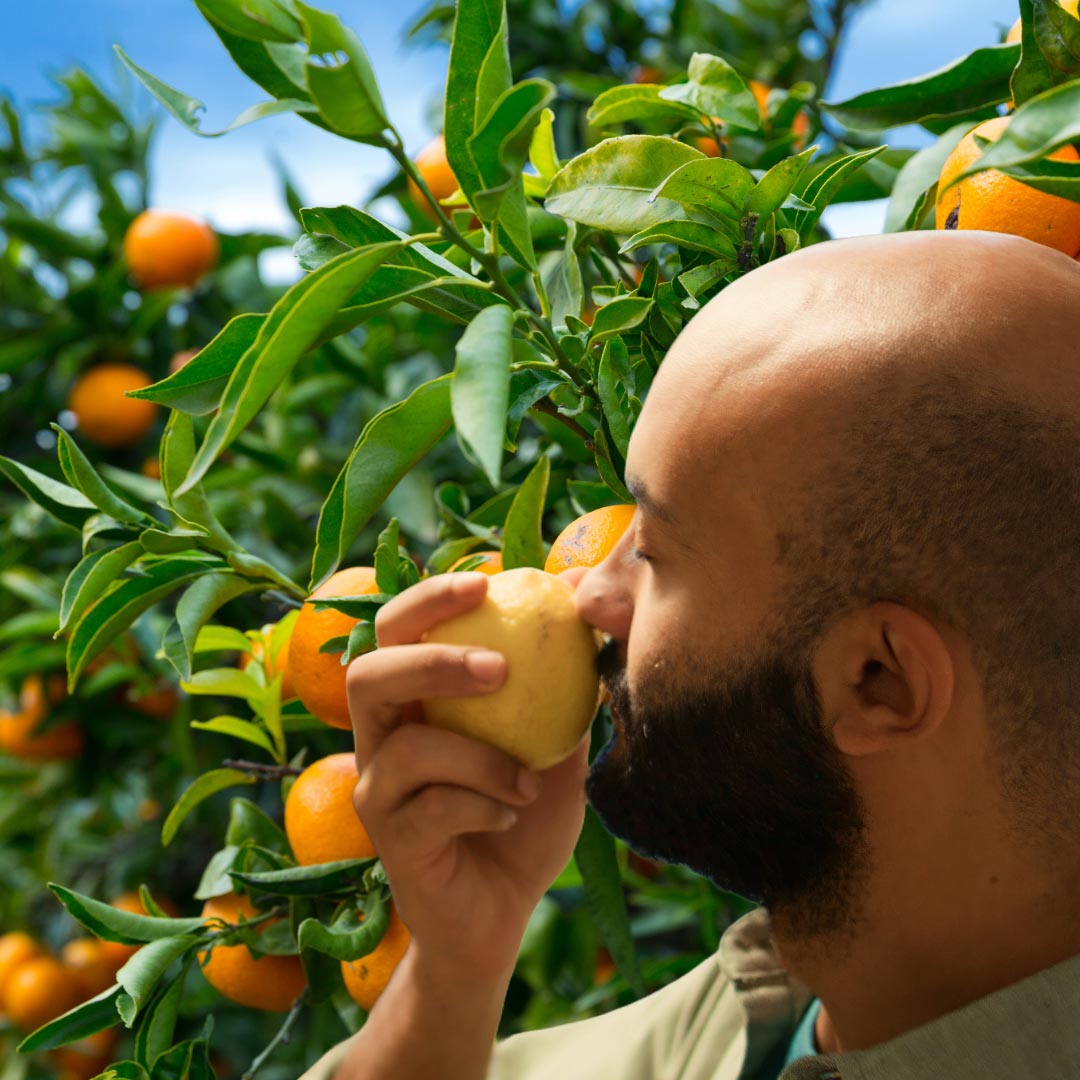 A man standing in front of an orange tree smelling citrus fruits