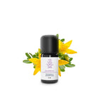 Small black bottle with a white label surrounded by yellow flowers -St. John's wort -  on a white background