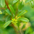 Bioptimal Star Anise Organic Infusion - Elliotti