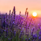 Elliotti The Evening Reset - For stress, tension & better sleep - Elliotti