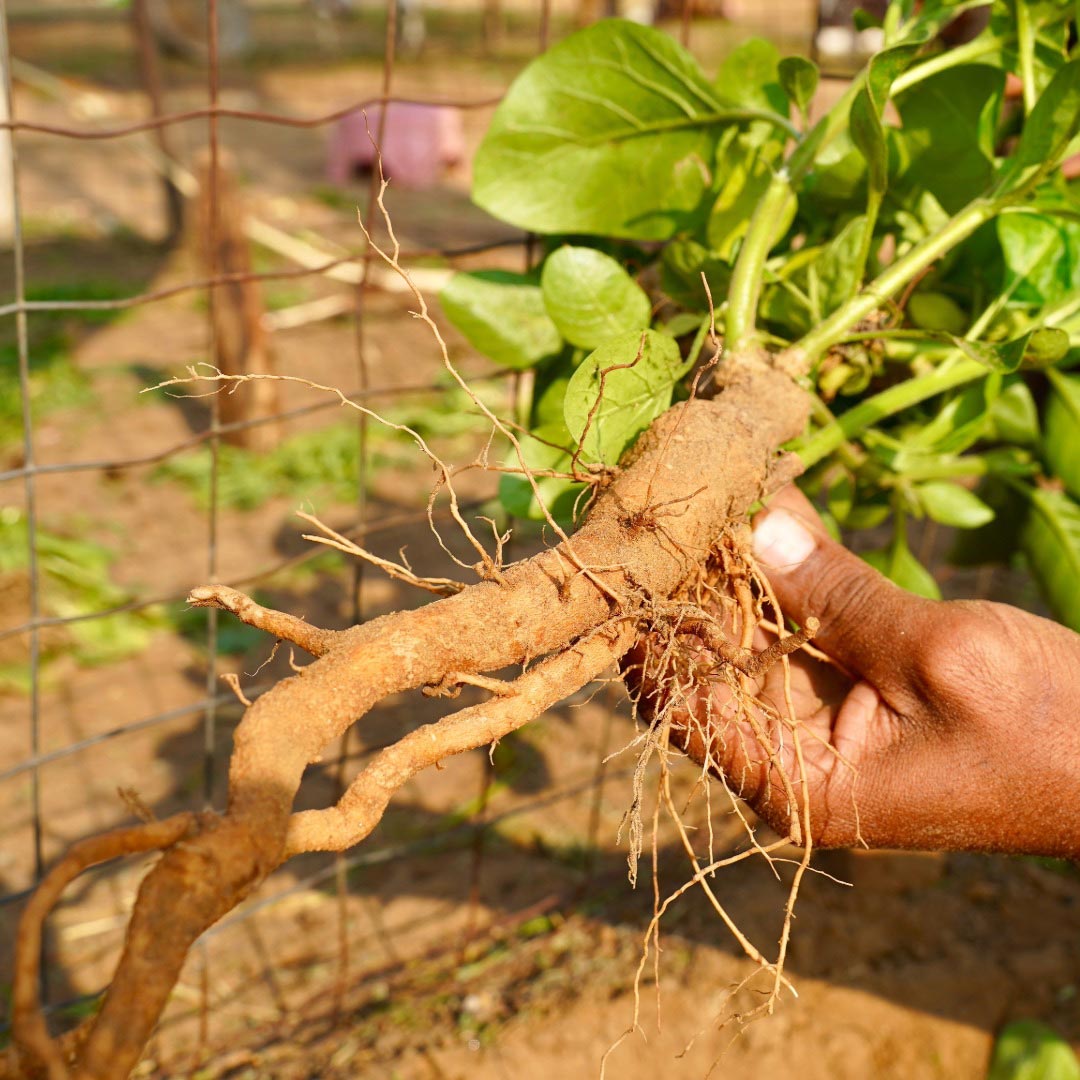 Elliotti The Evening Reset - For stress, tension & better sleep - Elliotti