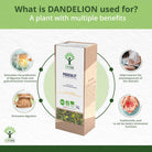 Dandelion infusion product packaging with health benefits on a green and white background