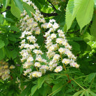 Herbiolys White Chestnut No. 35 Organic Bach Flower Remedy, 15 ml - Elliotti
