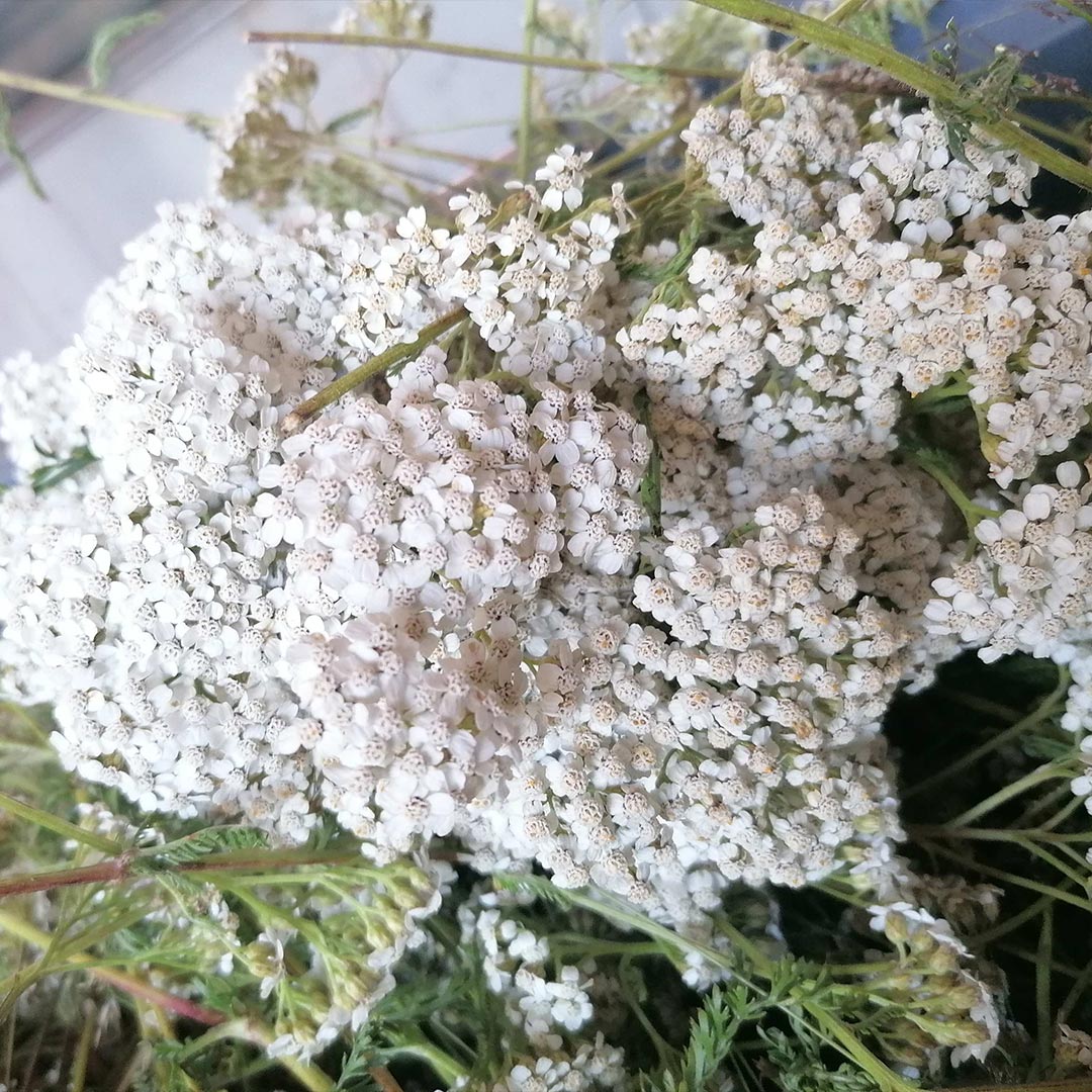 Essenciagua Yarrow Organic Essential Oil - Elliotti