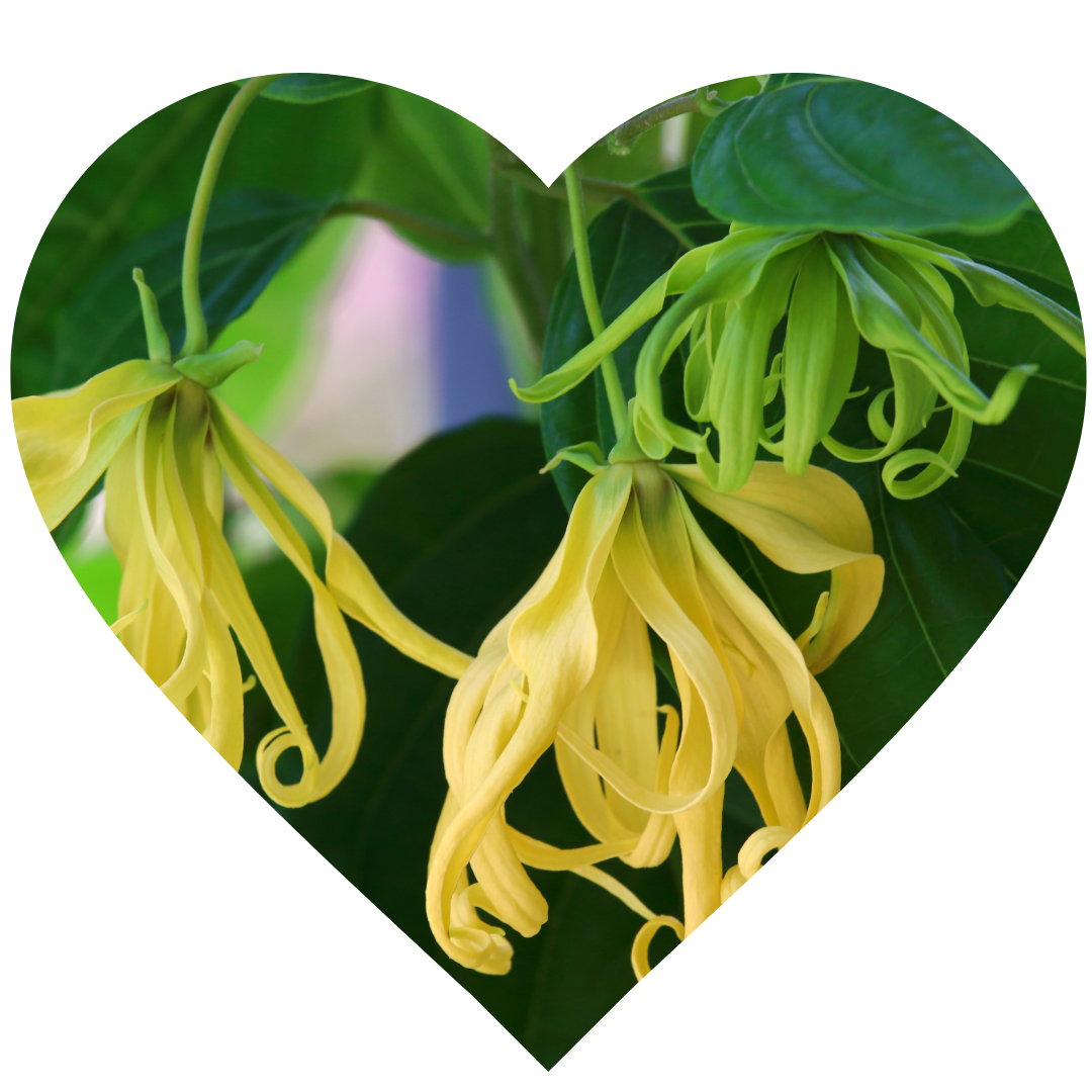 A heart shaped image of Ylang ylang flowers