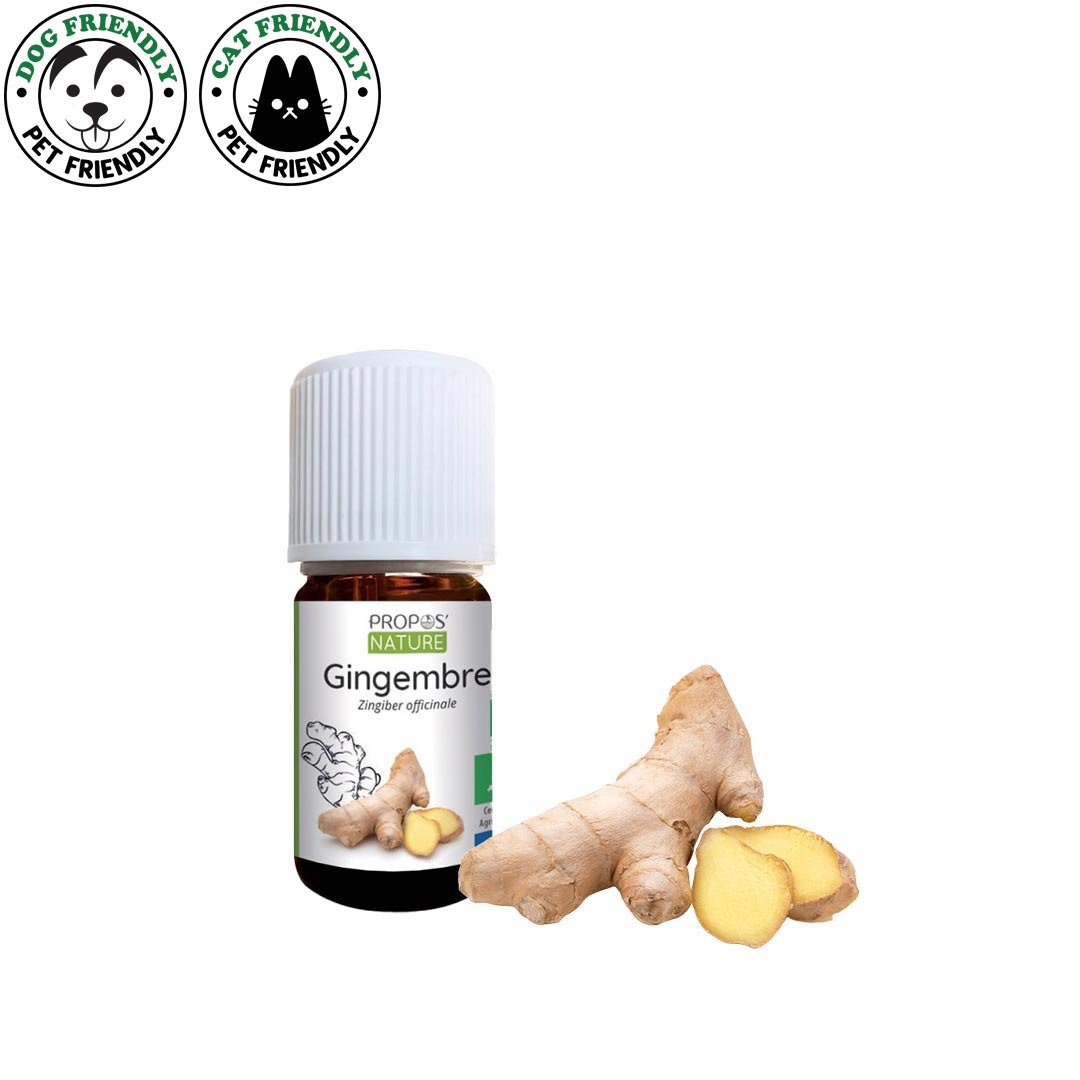 Ginger oil shop for dogs